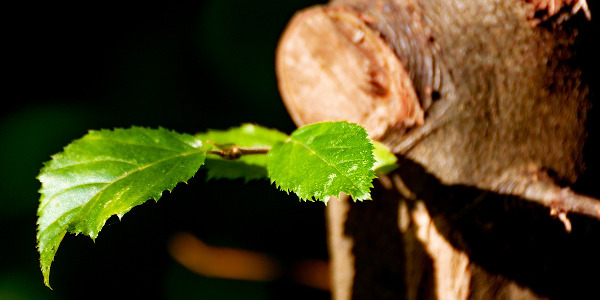 Trados Studio / MultiTerm Desktopのリセット