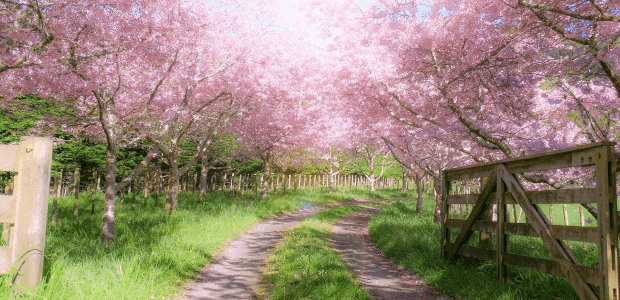 Trados Studioのインストール